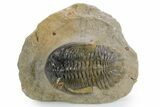 Detailed Hollardops Trilobite Fossil - Multi-Toned Preservation #359496-3